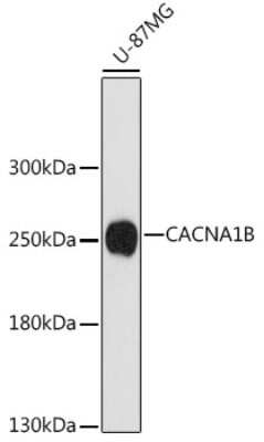 Western Blot: Cav2.2 AntibodyAzide and BSA Free [NBP2-92336]