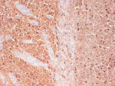 Immunohistochemistry-Frozen: Cav3.2 Antibody (S55/10) [NBP1-22444]