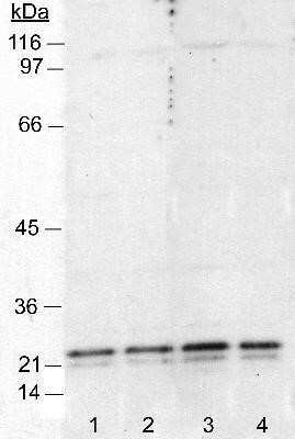 Western Blot: Caveolin-1 Antibody (7C8)Azide and BSA Free [NBP2-80617]