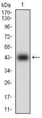 Western Blot: Caveolin-2 Antibody (5E9E2)BSA Free [NBP2-52431]