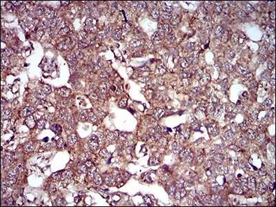 Immunohistochemistry: Caveolin-2 Antibody (5E9E2) - BSA Free [NBP2-52431]