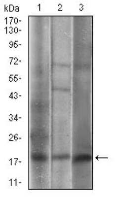 Western Blot: Caveolin-2 Antibody (5E9E2)BSA Free [NBP2-52431]