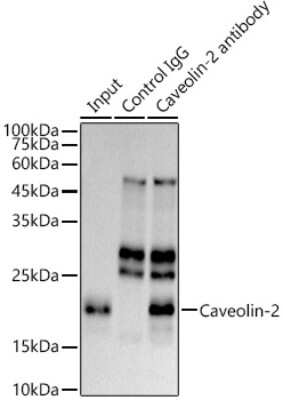 Immunoprecipitation: Caveolin-2 Antibody (8I4U7) [NBP3-16502]