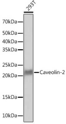 Western Blot: Caveolin-2 Antibody (8I4U7) [NBP3-16502]