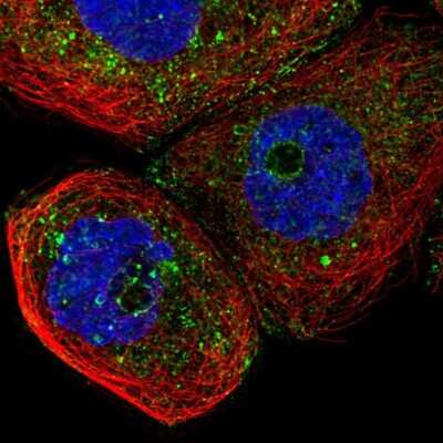 Immunocytochemistry/ Immunofluorescence: Caveolin-2 Antibody [NBP2-33431]