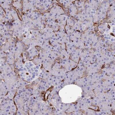 Immunohistochemistry-Paraffin: Caveolin-2 Antibody [NBP2-33431]