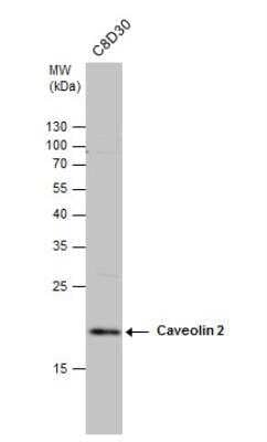 Western Blot: Caveolin-2 Antibody [NBP1-31116]