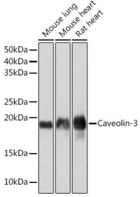 Western Blot: Caveolin-3 Antibody (4G5W2) [NBP3-16503]