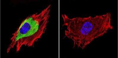 Immunocytochemistry/ Immunofluorescence: Caveolin-3 Antibody [NB110-5029]