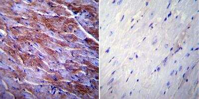 Immunohistochemistry-Paraffin: Caveolin-3 Antibody [NB110-5029]