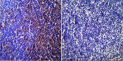 Immunohistochemistry-Paraffin: Caveolin-3 Antibody [NB110-5029]