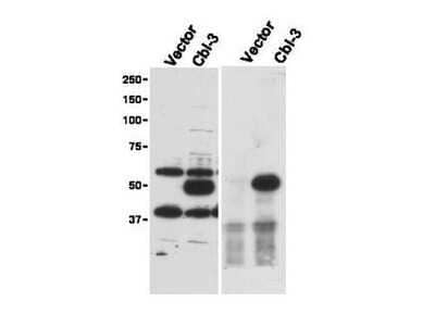 Western Blot: Cbl-c Antibody [NBP1-78063]