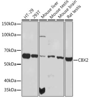 Western Blot: Cbx2 Antibody (3Z6W6) [NBP3-16164]