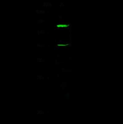 Western Blot: Cbx2 Antibody [NBP2-98865]