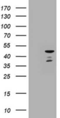 Western Blot: Cbx8 Antibody (OTI3D1) [NBP2-46073]