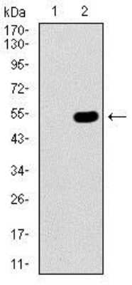 Western Blot: Cbx8 Antibody (9C3D4)BSA Free [NBP2-37411]