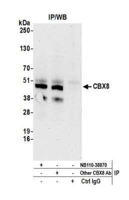 Immunoprecipitation: Cbx8 Antibody [NB110-38870]