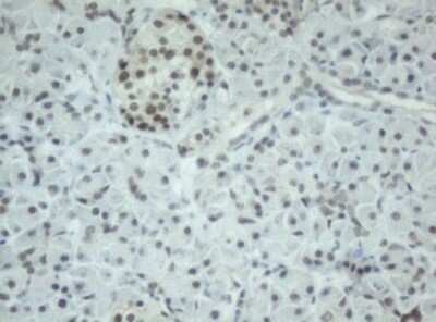 Immunohistochemistry: Cbx8 Antibody (OTI3D1) - Azide and BSA Free [NBP2-72087]