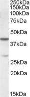 Western Blot: Cbx8 Antibody [NB100-96915]