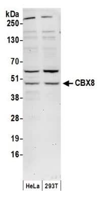 Western Blot: Cbx8 Antibody [NB110-38870]