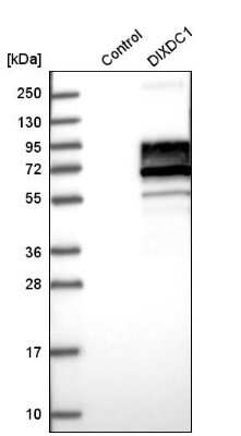 Western Blot: Ccd1/DIXDC1 Antibody [NBP2-58141]