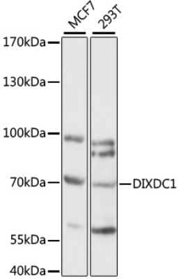 Western Blot: Ccd1/DIXDC1 AntibodyAzide and BSA Free [NBP2-92247]