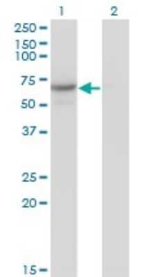 Western Blot: Cdc14A Antibody (1F11) [H00008556-M02]