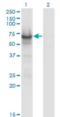 Western Blot: Cdc14A Antibody (2C12) [H00008556-M01]