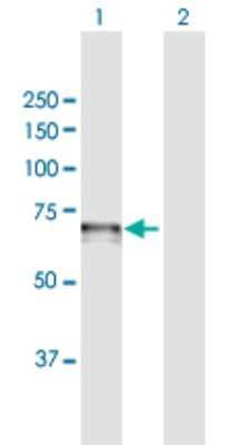 Western Blot: Cdc14A Antibody [H00008556-B02P]