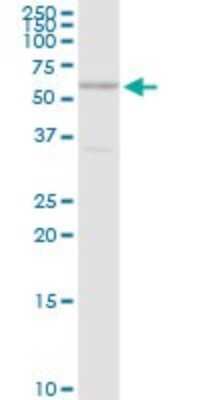 Western Blot: Cdc14B Antibody [H00008555-D01P]