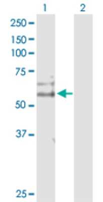 Western Blot: Cdc14B Antibody [H00008555-D01P]