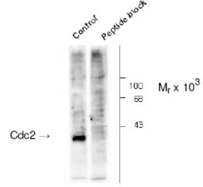 Western Blot: CDC2/CDK1 [p Tyr15] Antibody [NB500-142]