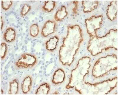 Immunohistochemistry-Paraffin: Cdc20 Antibody (CDC20/7026R) [NBP3-13820]