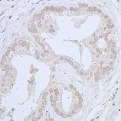 Immunohistochemistry-Paraffin: Cdc20 Antibody [NB100-59828]