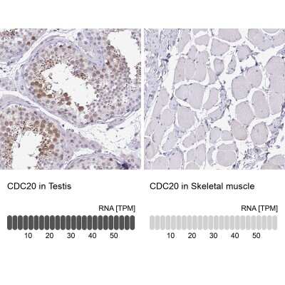 Immunohistochemistry-Paraffin: Cdc20 Antibody [NBP2-38750]