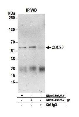 Immunoprecipitation: Cdc20 Antibody [NB100-59827]