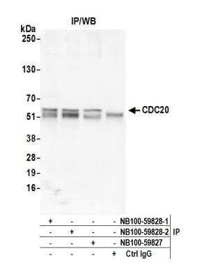 Immunoprecipitation: Cdc20 Antibody [NB100-59828]