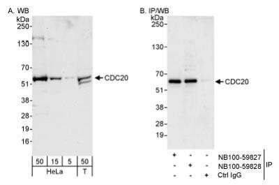 Western Blot: Cdc20 Antibody [NB100-59828]