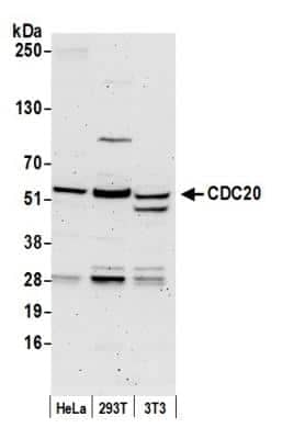 Western Blot: Cdc20 Antibody [NB100-59828]