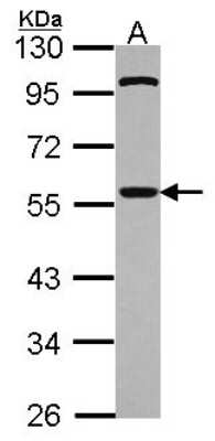 Western Blot: Cdc20 Antibody [NBP2-15825]