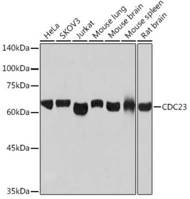 Western Blot: Cdc23 Antibody (1Q2I3) [NBP3-16631]