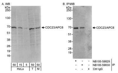Western Blot: Cdc23 Antibody [NB100-59829]