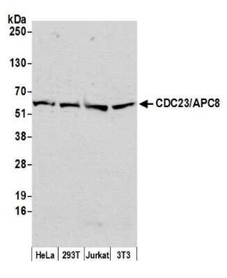 Western Blot: Cdc23 Antibody [NB100-59829]