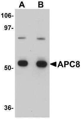 Western Blot: Cdc23 AntibodyBSA Free [NBP1-77156]