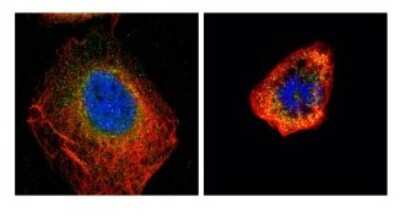 Immunocytochemistry/ Immunofluorescence: CDC25C Antibody [NBP2-15827]