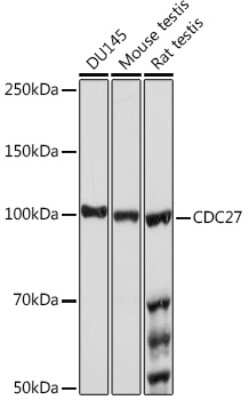 Western Blot: Cdc27 Antibody (7U5A3) [NBP3-16170]