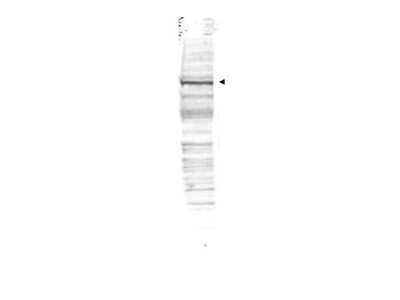 Western Blot: Cdc27 Antibody [NB600-465]