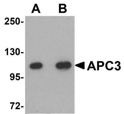 Western Blot: Cdc27 AntibodyBSA Free [NBP1-77377]