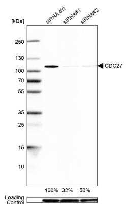 Western Blot: Cdc27 Antibody [NBP1-89095]