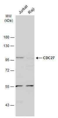 Western Blot: Cdc27 Antibody [NBP2-15829]